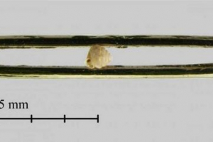 Kina je otkrila najmanji puž u kini